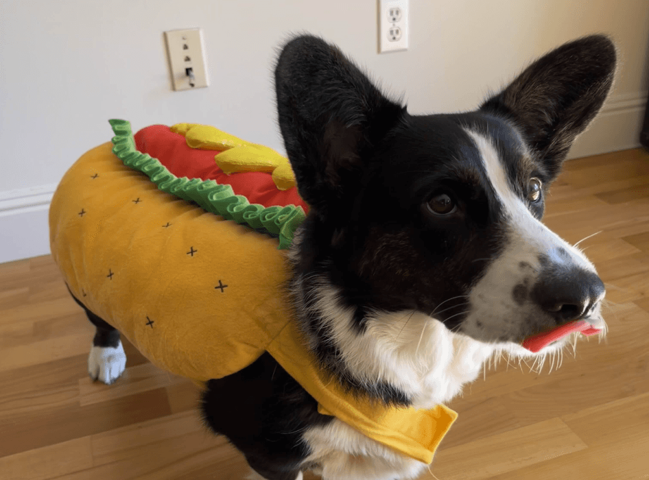 Maple Syrup the dog (in a hot dog costume)