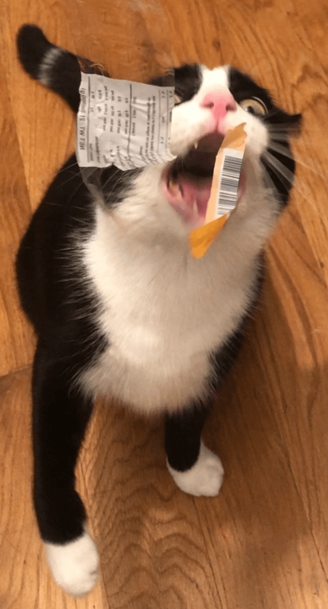 Crunchwrap the Cat